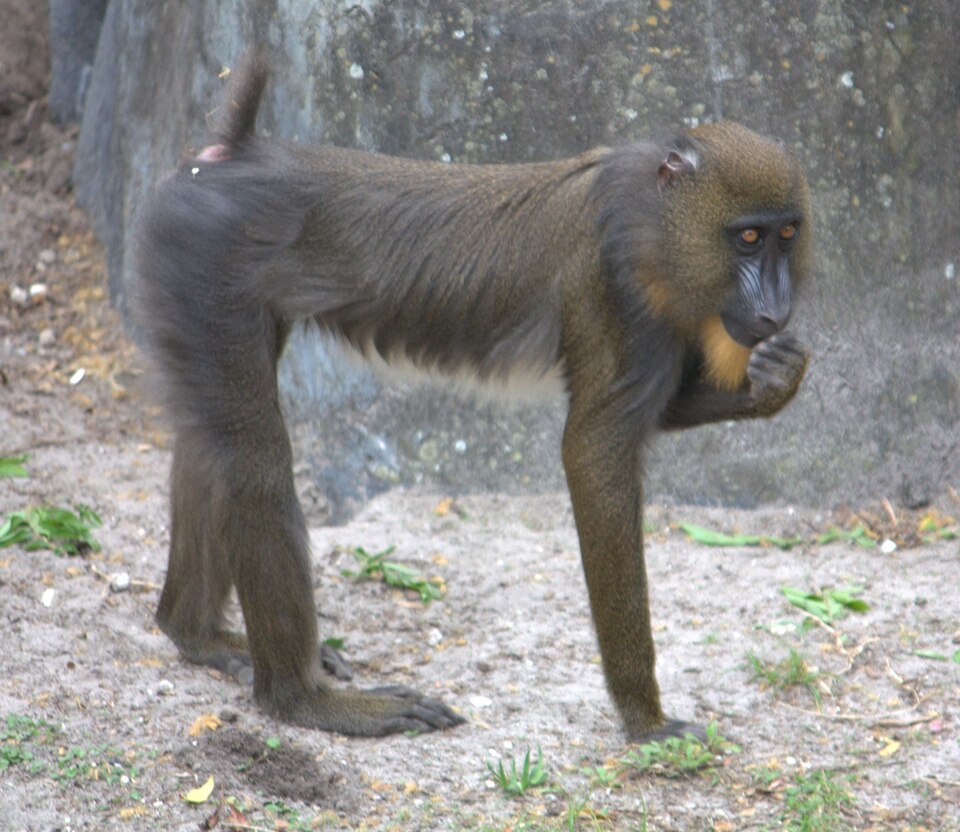 mandrill