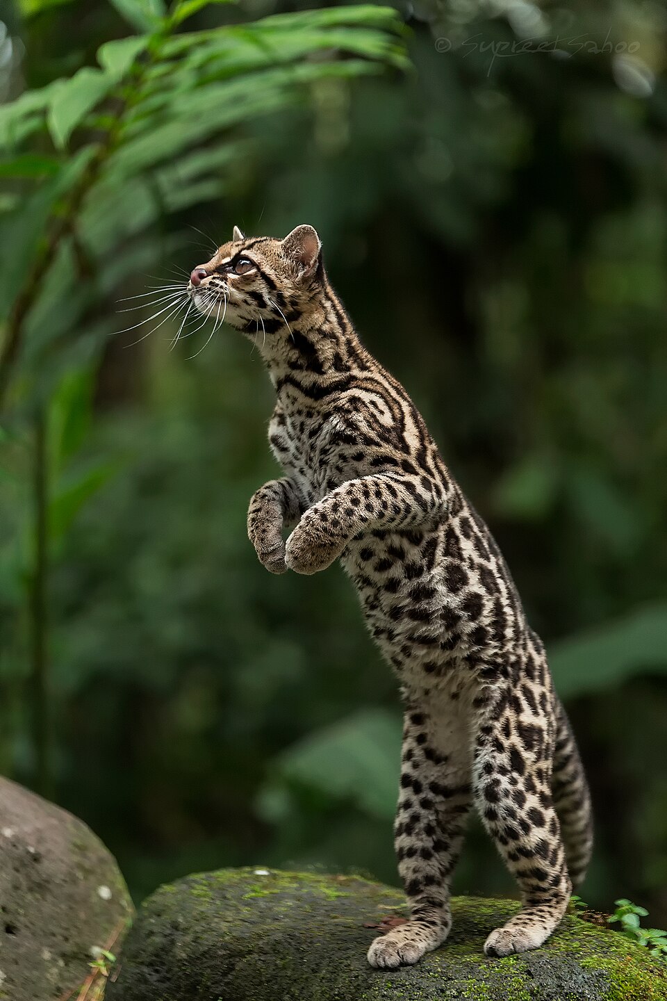margay
