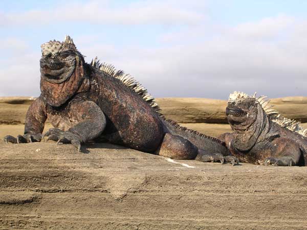 marine iguana