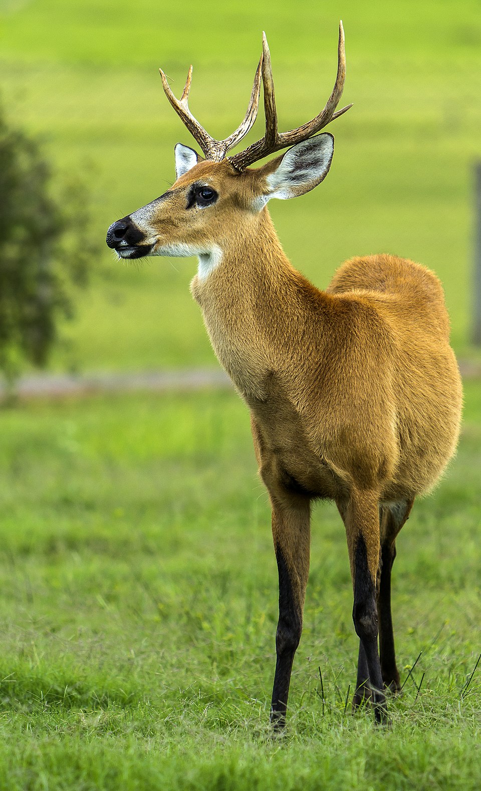 Marsh deer