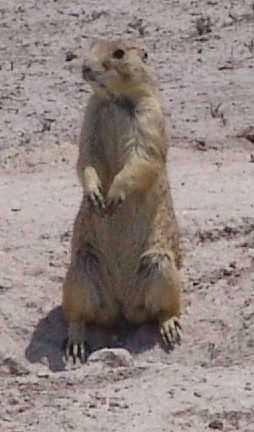 Mexican prairie dog