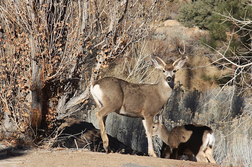 mule deer