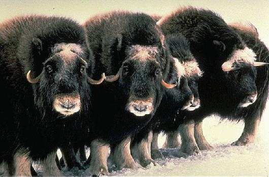 musk ox