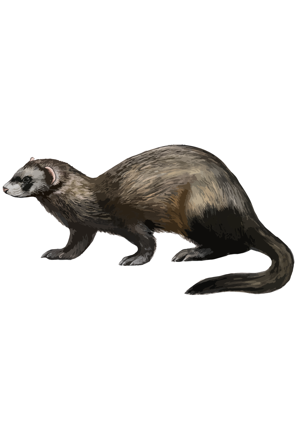 Mustela putorius furo