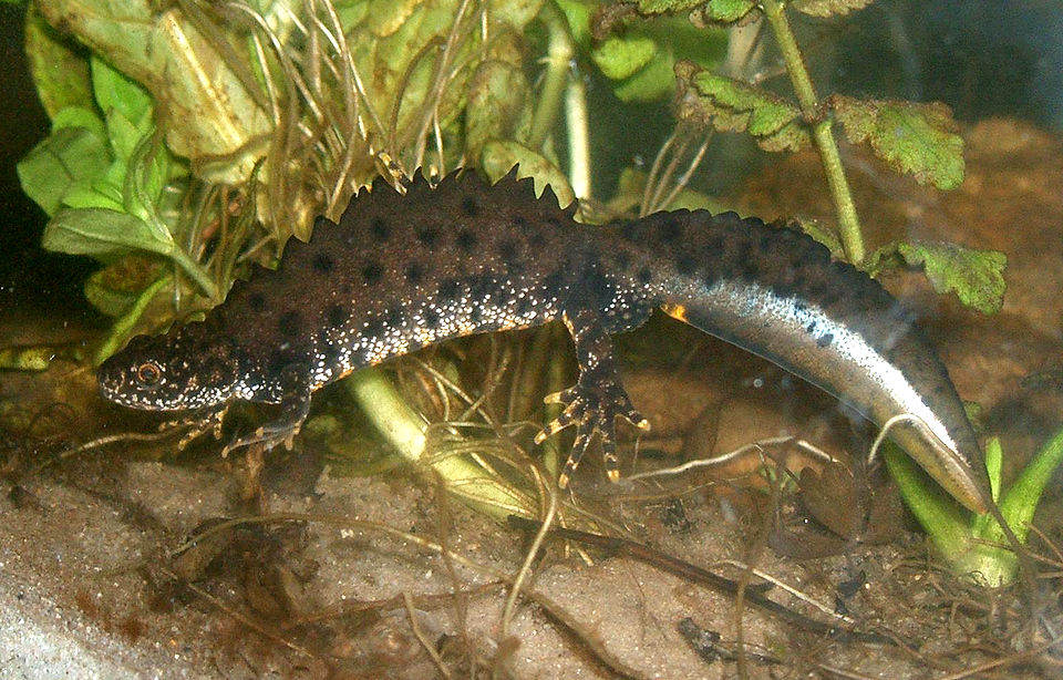 Northern crested newt