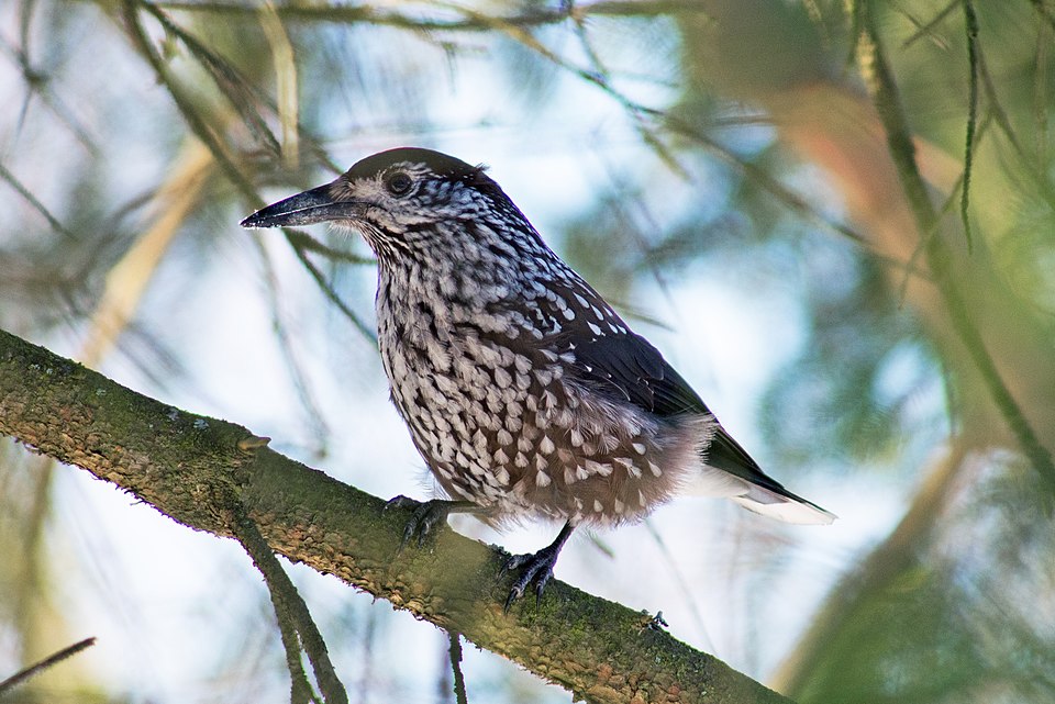Northern Nutcracker