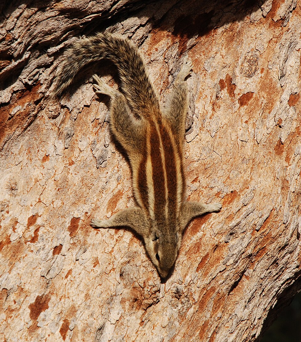 Northern palm squirrel