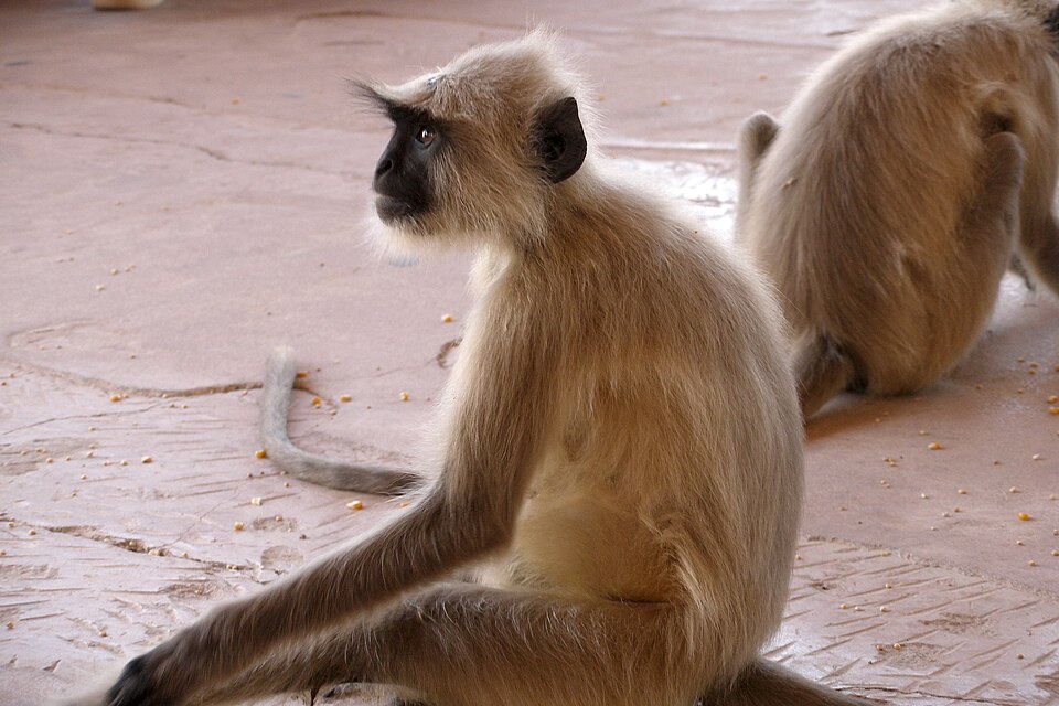 Northern plains gray langur