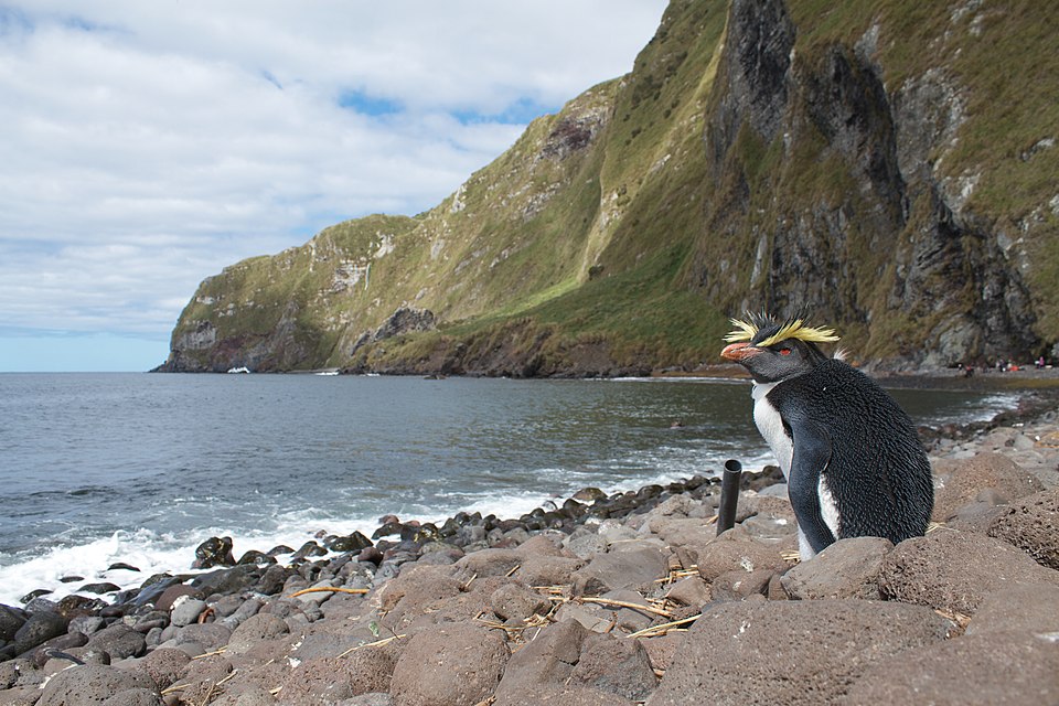 Northern rockhopper penguin
