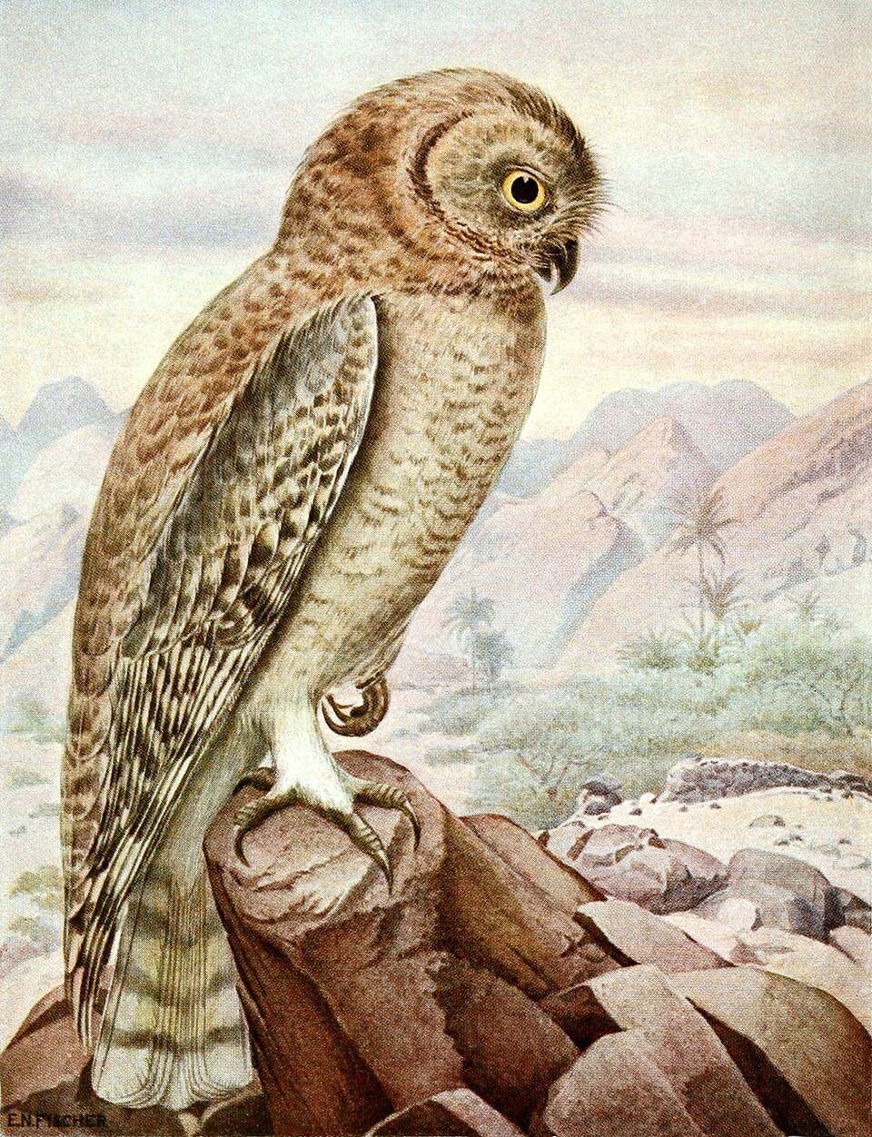 Omani Owl
