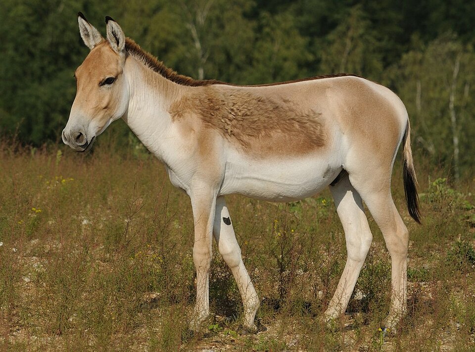 onager