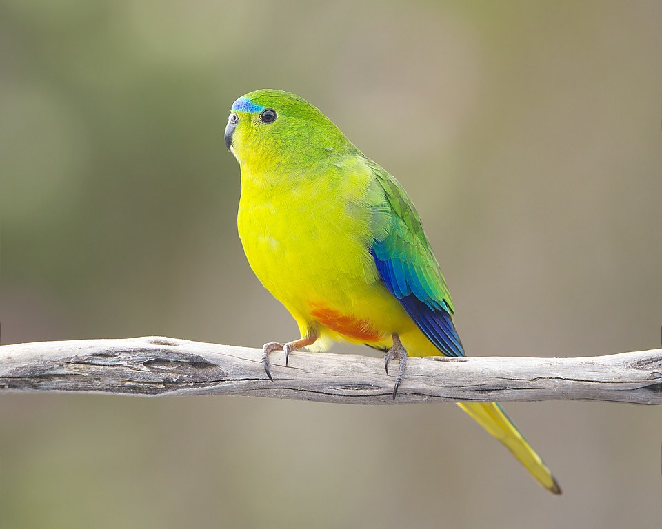 Orange-bellied parrot