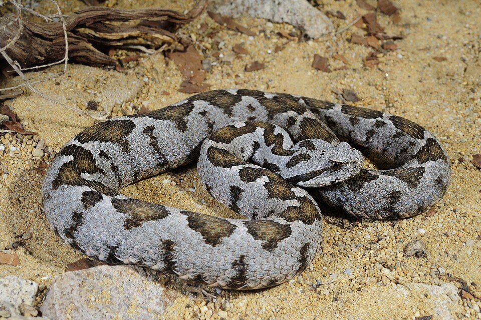 Ottoman Viper