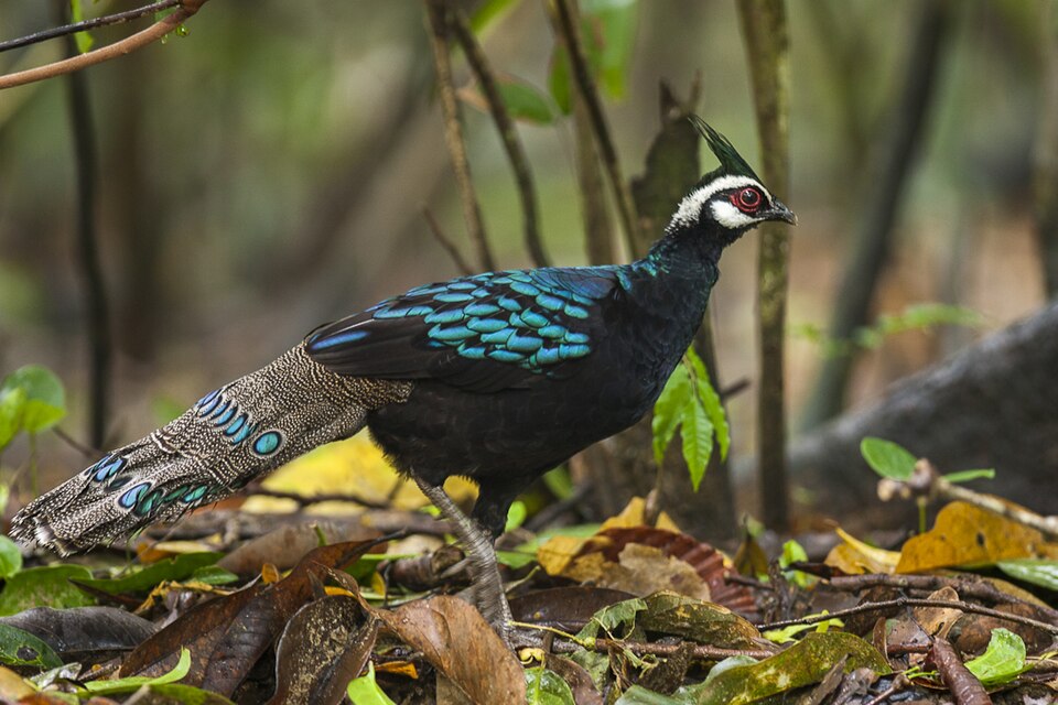 Palawan Peacock-pheasant