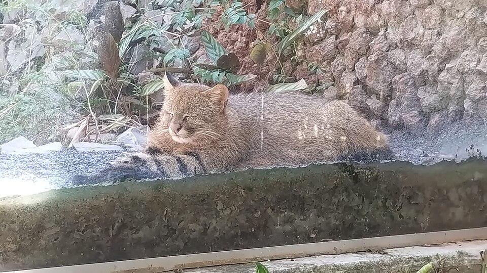 Pampas cat
