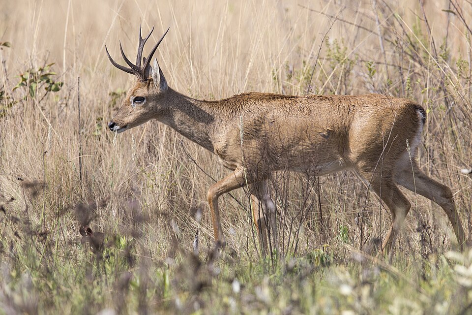 Pampas deer
