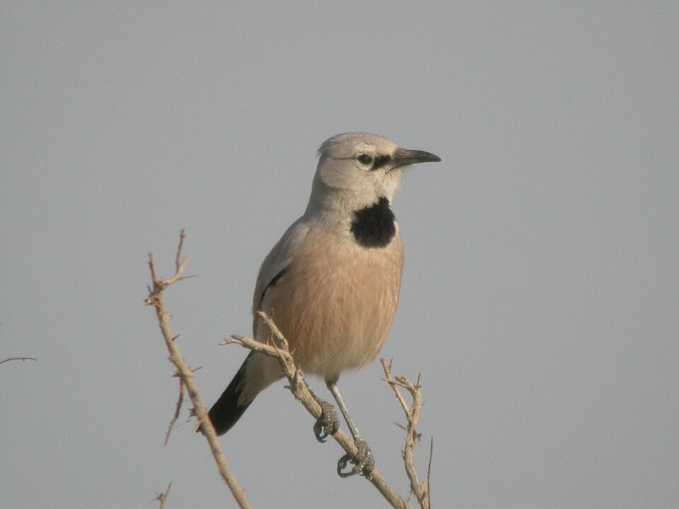 Pander's Ground Jay