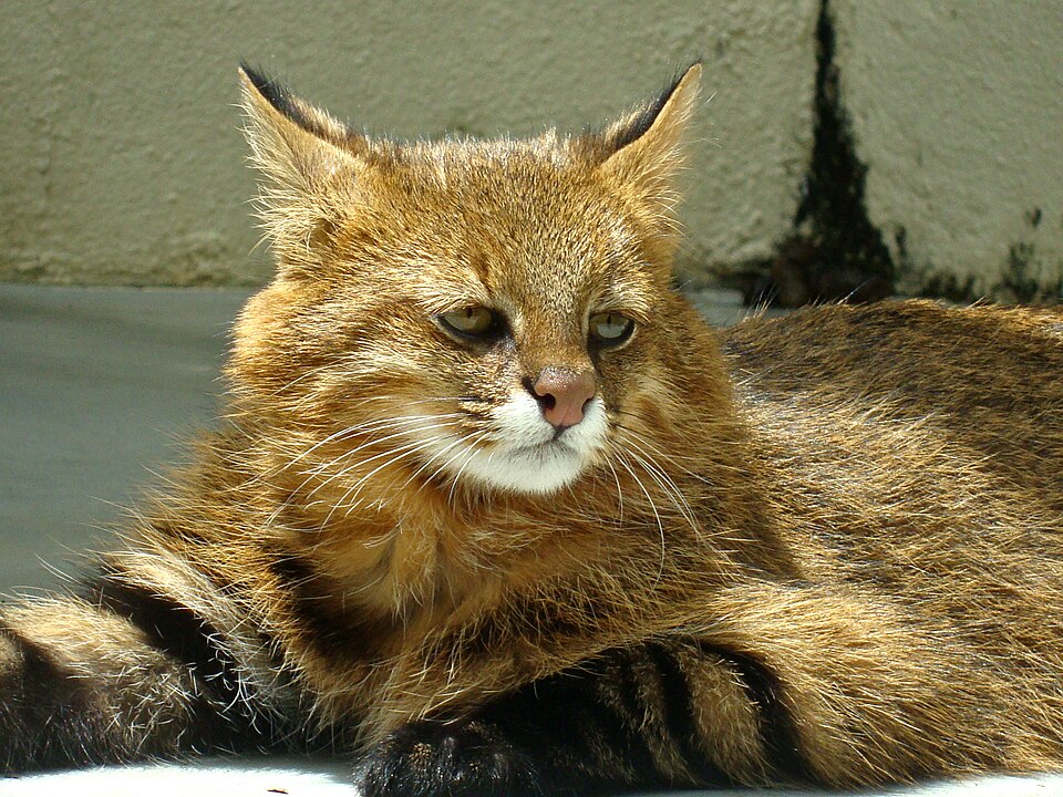 Pantanal cat