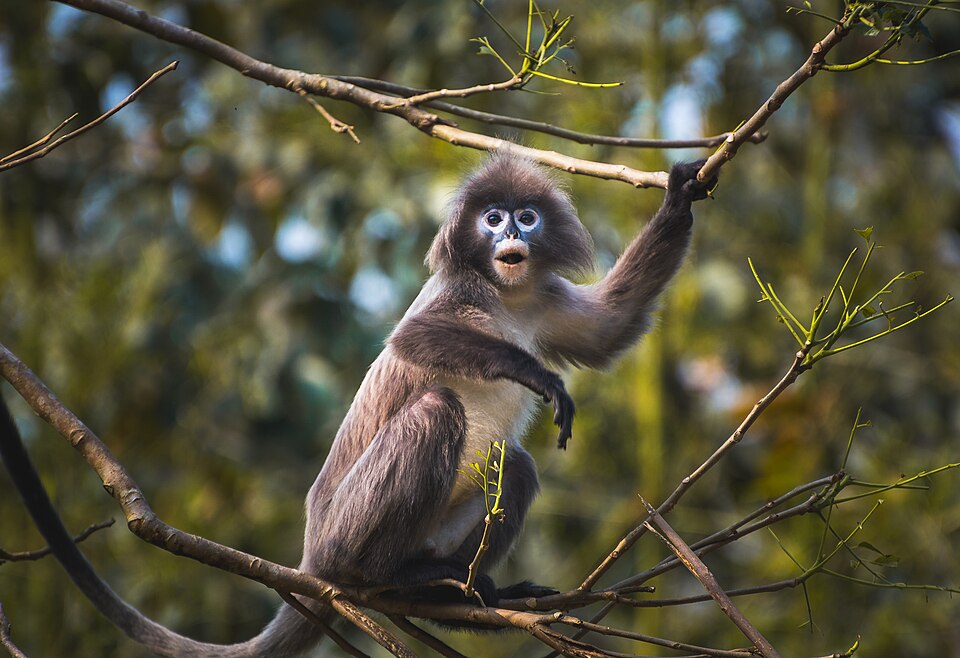 Phayre's leaf monkey