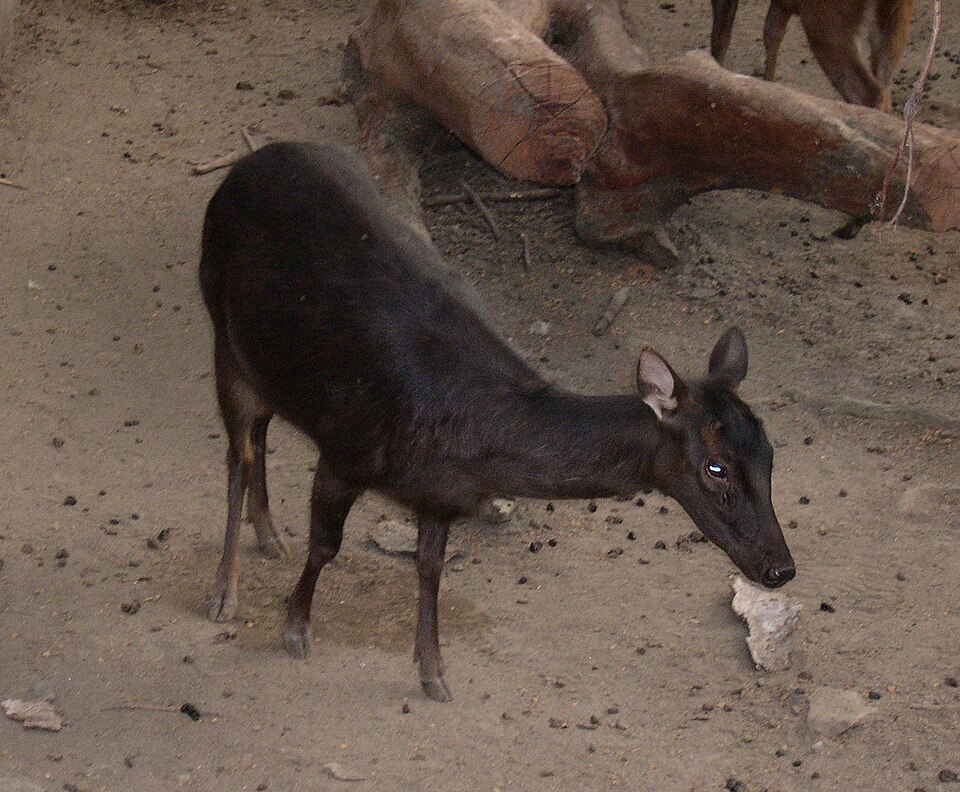 Philippine deer