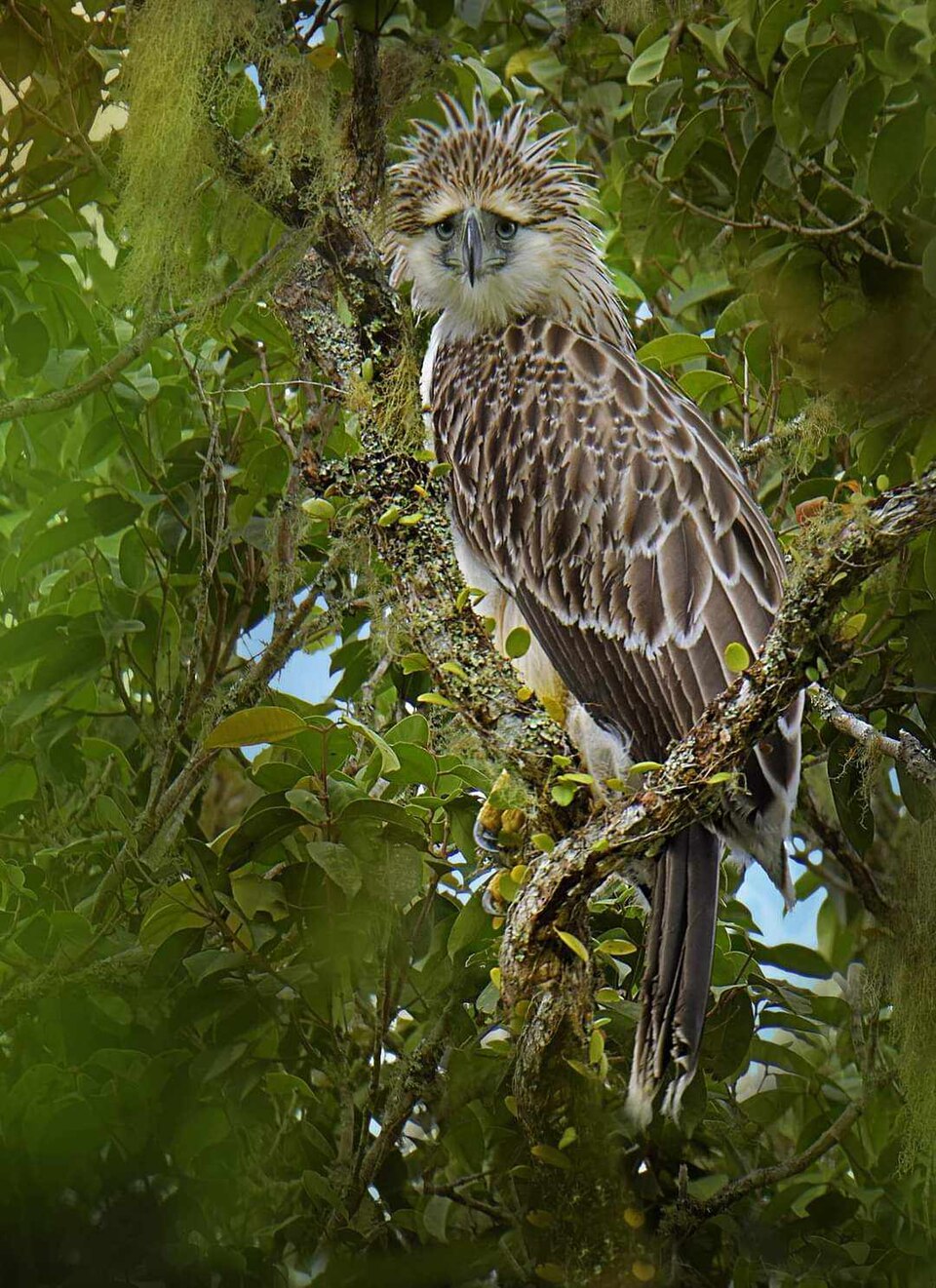 Philippine Eagle