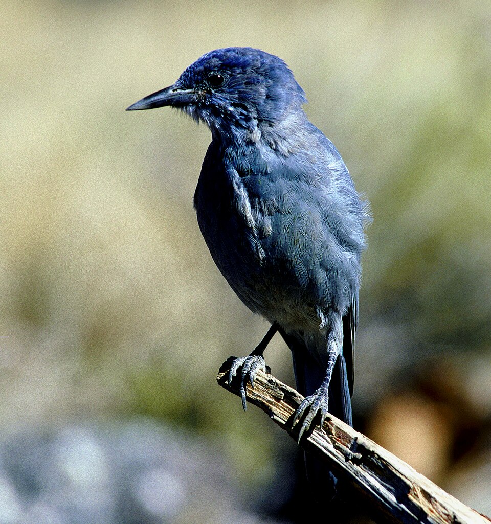 Pinyon Jay