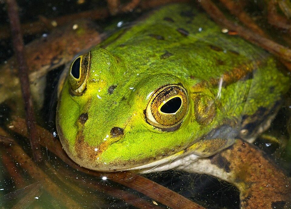 Pool frog