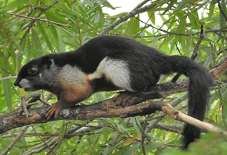 Prevost's squirrel