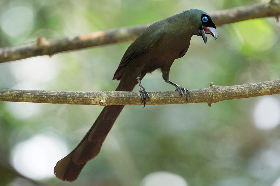 Racket-tailed Treepie