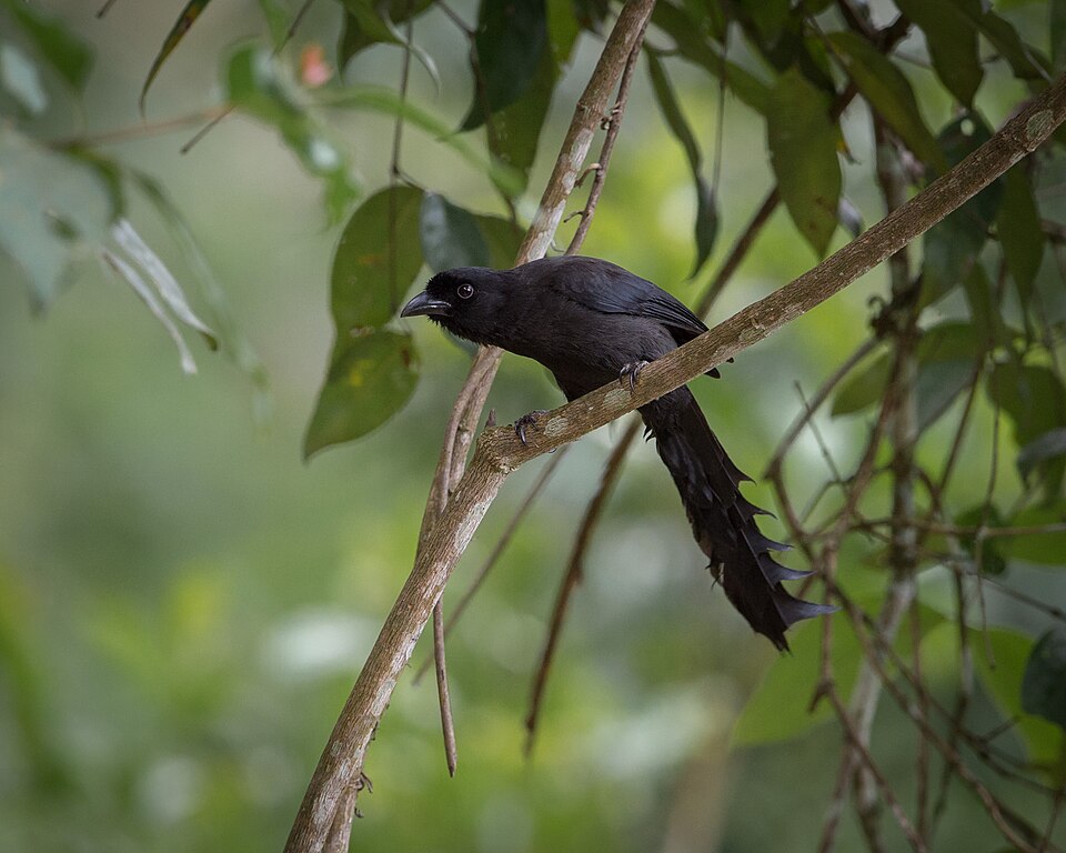 Ratchet-tailed Treepie