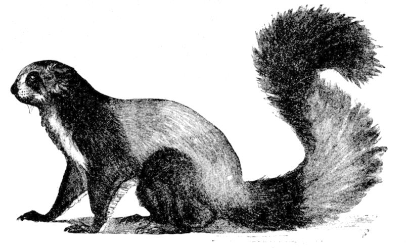 Red and white giant flying squirrel