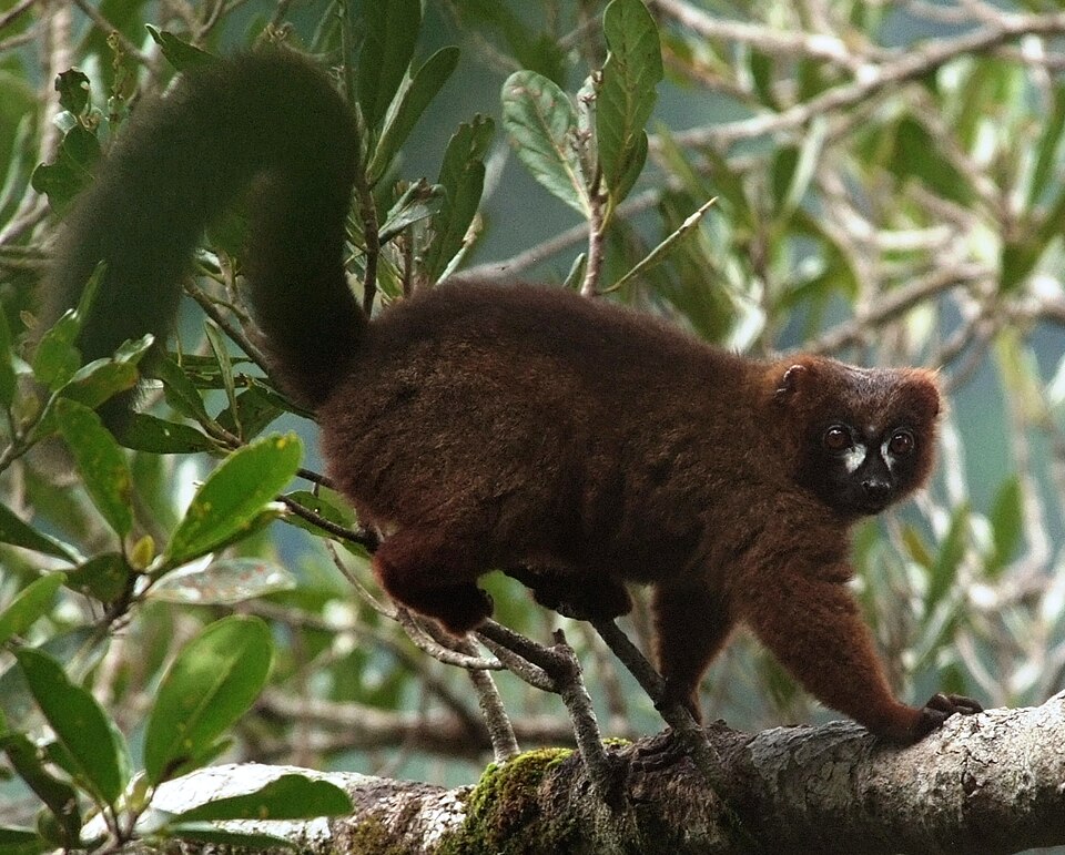 Red-bellied lemur