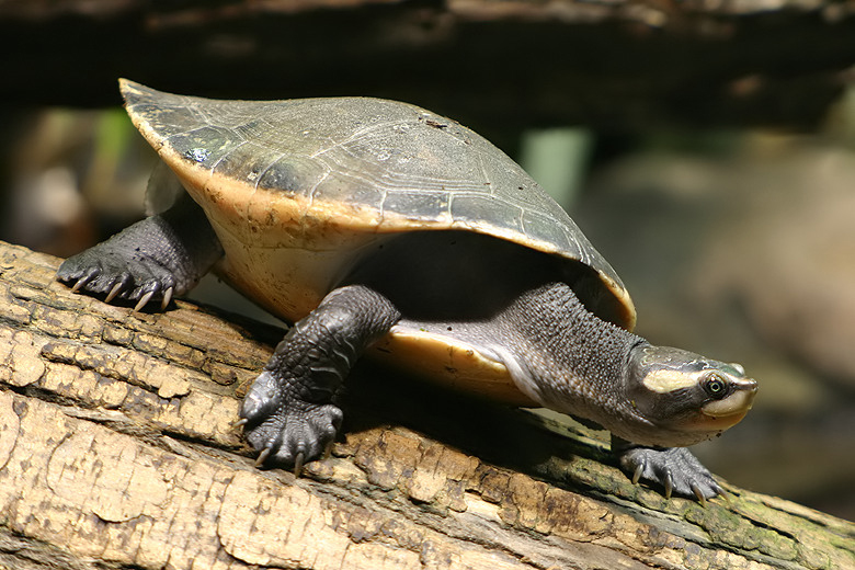 Red-bellied short-necked turtle