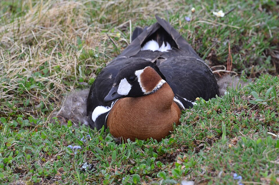 Red-breasted Goose