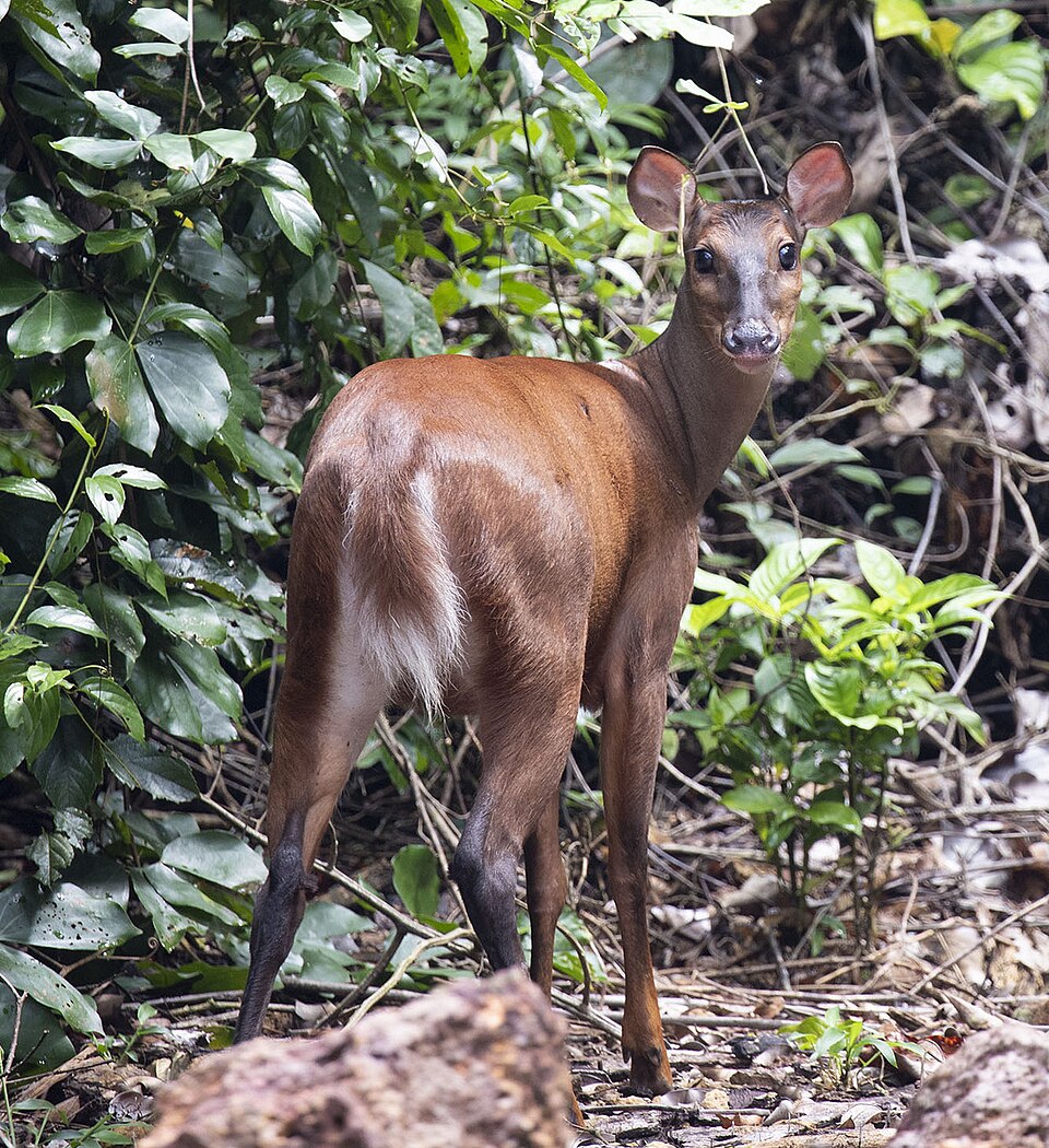 Red brocket