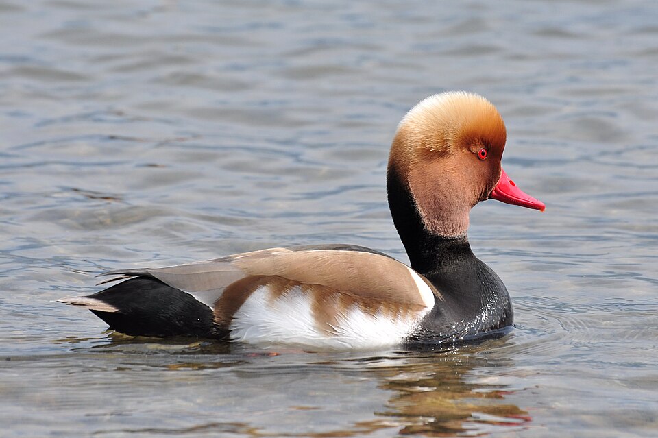 Red-crested Pochard