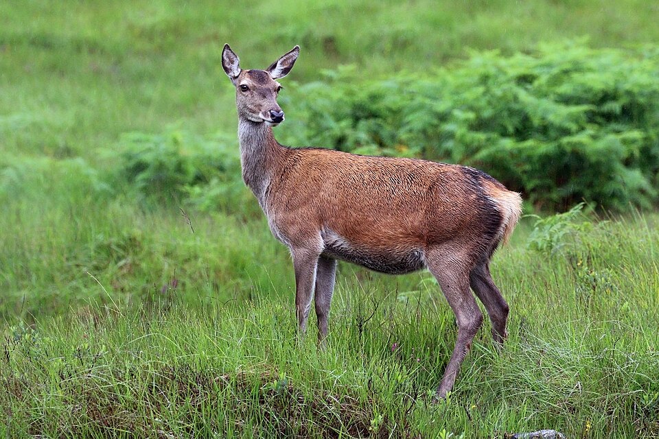 red deer