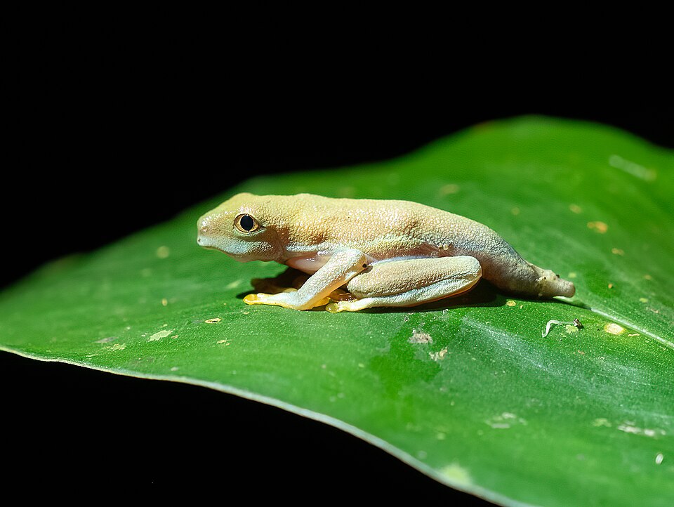 Red-eyed tree frog