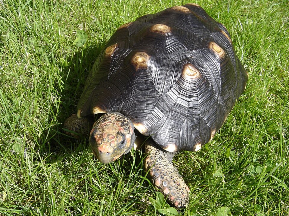 red-footed tortoise