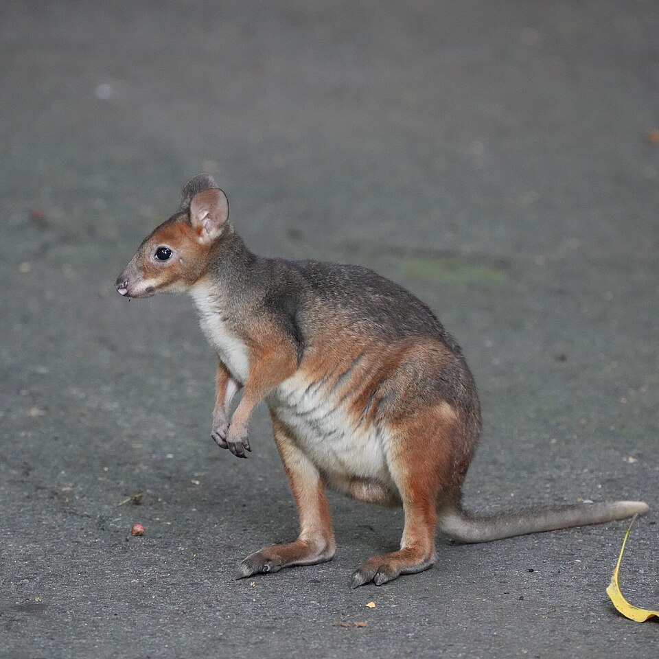 Red-legged pademelon