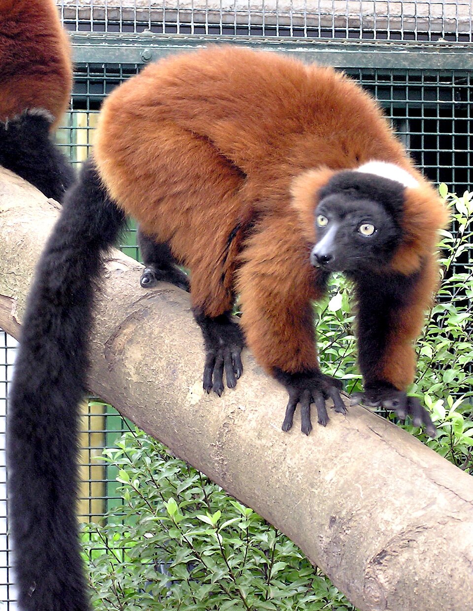red ruffed lemur