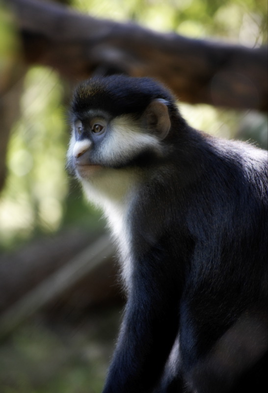 red-tailed monkey