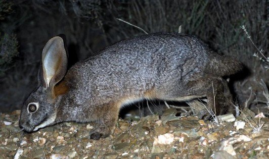 Riverine rabbit