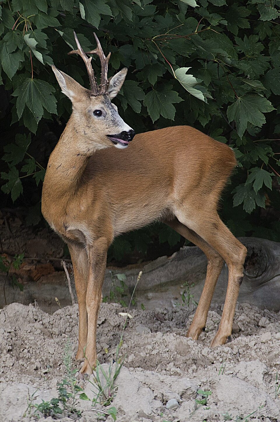 roe deer