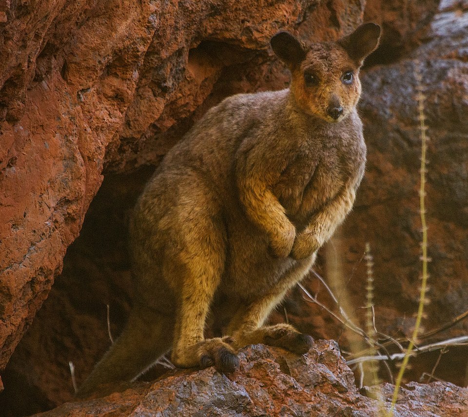 Rothschild's rock-wallaby