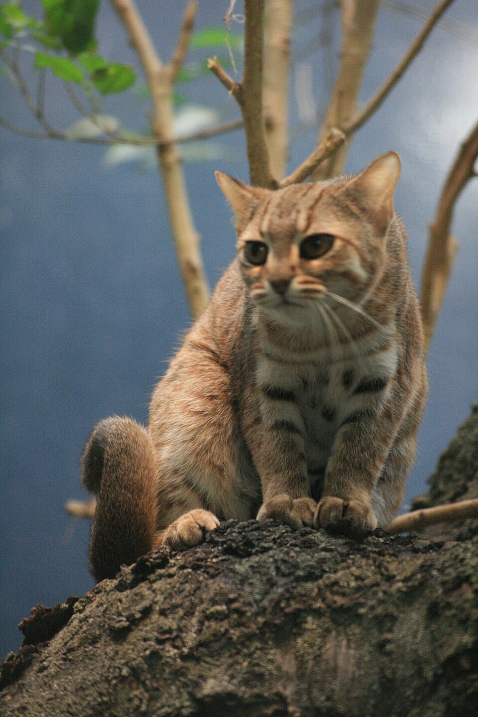 Rusty-spotted cat