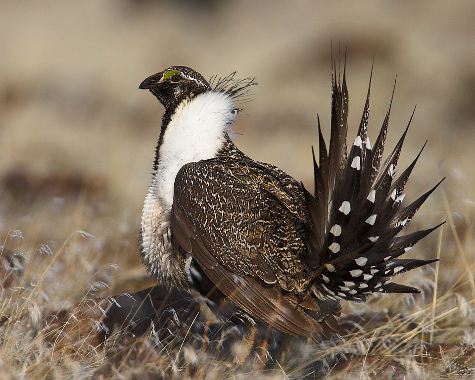 Sage Grouse