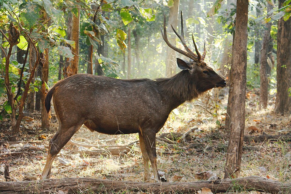 sambar