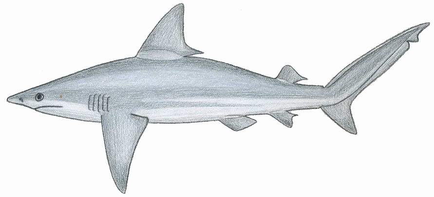sandbar shark