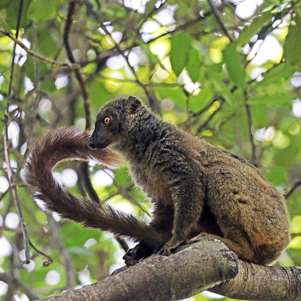 Sanford's brown lemur